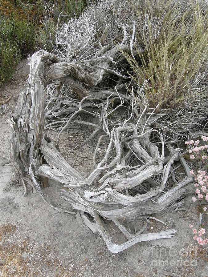 Driftwood Scupture with Pink Flowers Photograph by Bev Conover