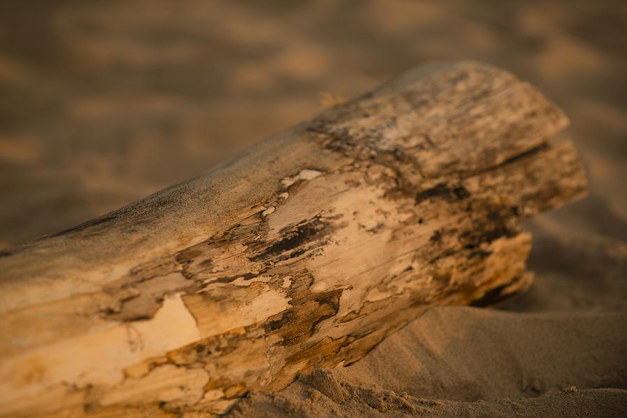 Lake Michigan Photograph - Driftwood by Sebastian Musial