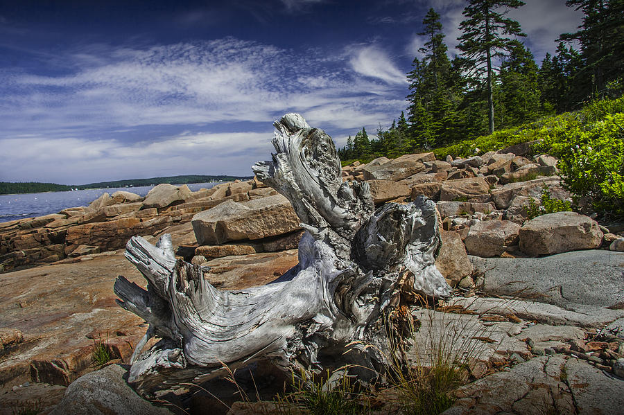 Driftwood Stump on the Shoreline in Acadia National Park Photograph by Randall Nyhof