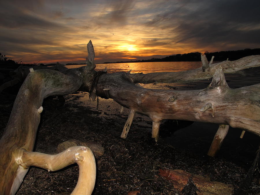 Driftwood Sunset Photograph By Donnie Freeman