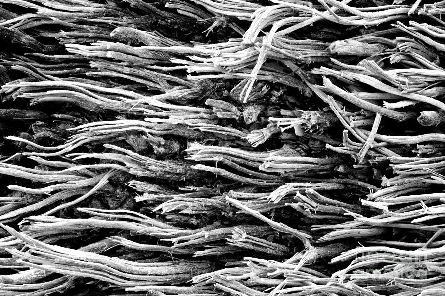 Driftwood Textures Botany Bay Photograph by Carrie Cranwill