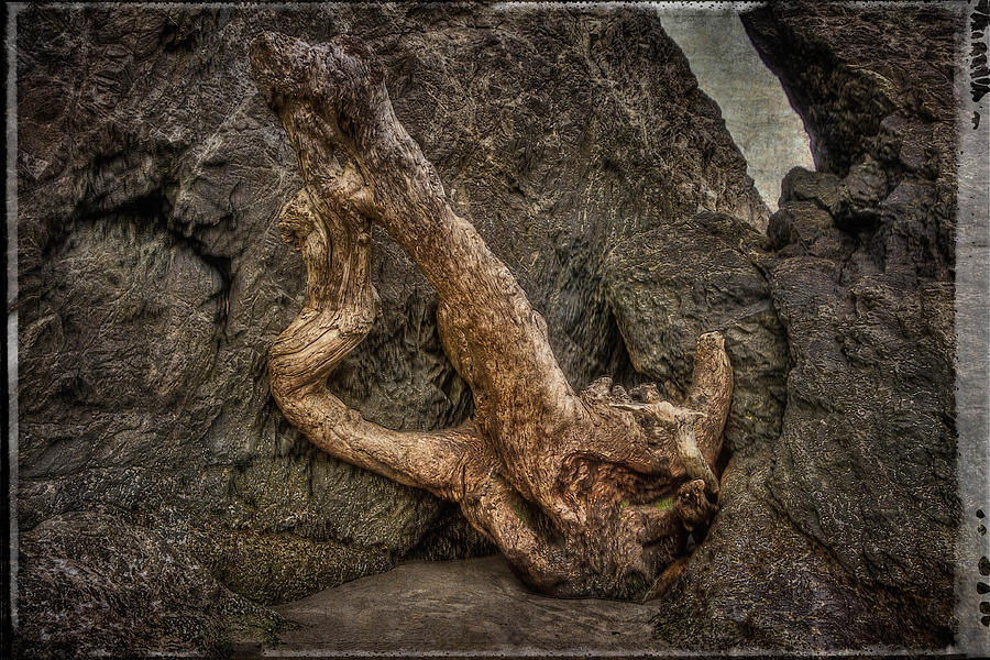 Driftwood Photograph by Thom Zehrfeld