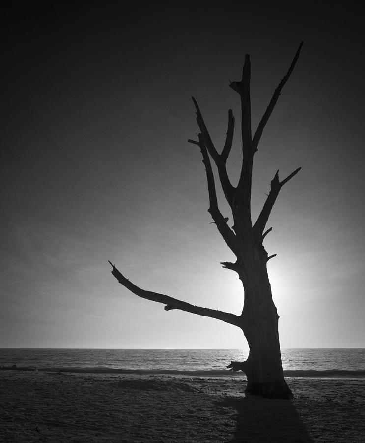 Driftwood Tree On Lovers Key Photograph