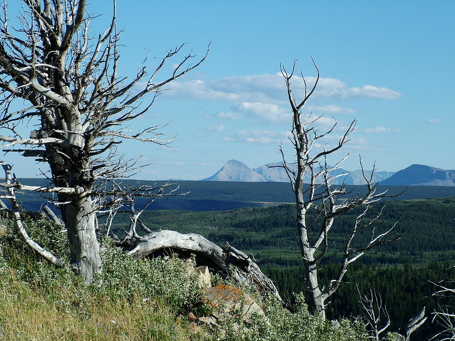 Gnarled Trees and Divide Mountain Photograph by Tracey Vivar