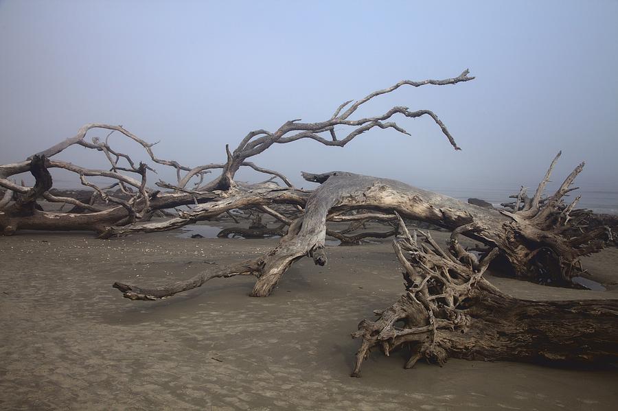 Driftwood Trees On Jekyll Island Photograph