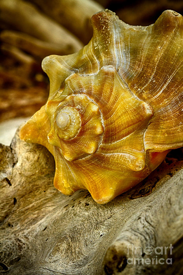 Driftwood Whelk 1 Botany Bay Photograph by Carrie Cranwill