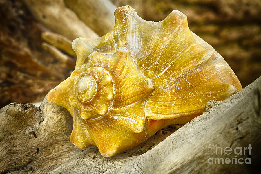 Driftwood Whelk 2 Botany Bay Photograph by Carrie Cranwill