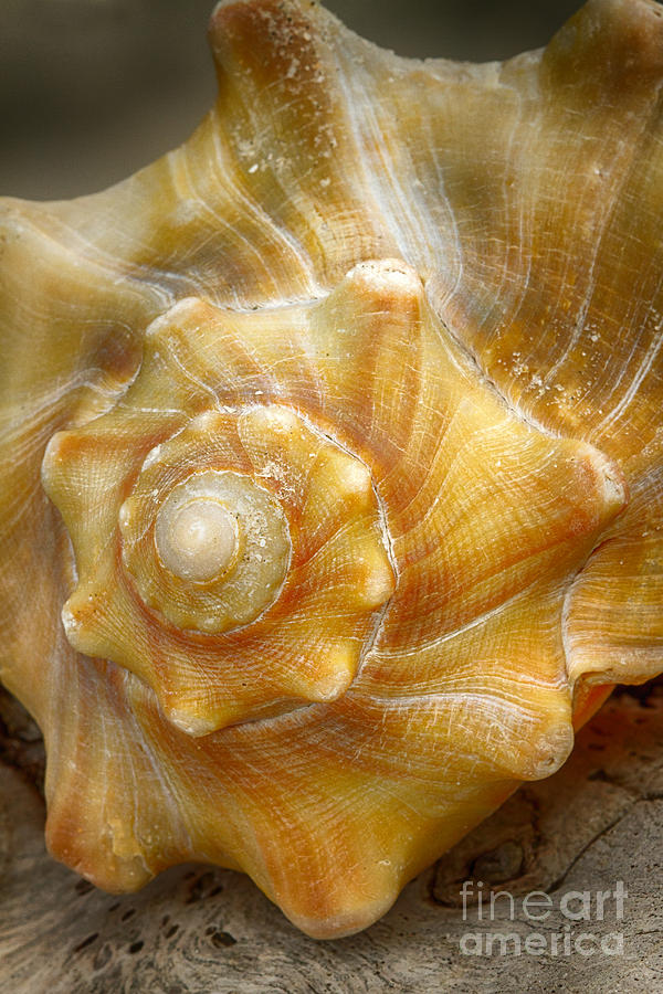 Driftwood Whelk 3 Botany Bay Photograph by Carrie Cranwill