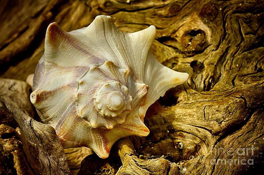 Driftwood Whelk 4 Botany Bay Photograph by Carrie Cranwill