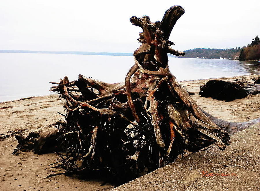 Driftwood with a Passion Photograph by A L Sadie Reneau