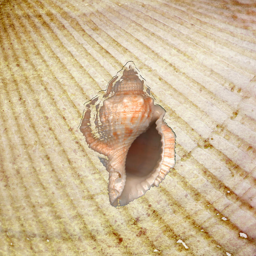 Drill Seashell on Sandy Background Drawing by Jeff Venier