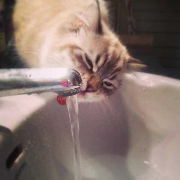 Cat Photograph - Drink Water Straight From The Tap! 🚿 by May Pinky  ✨