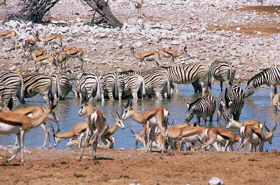Drinking At A Waterhole Photograph by Sinclair Stammers/science Photo Library