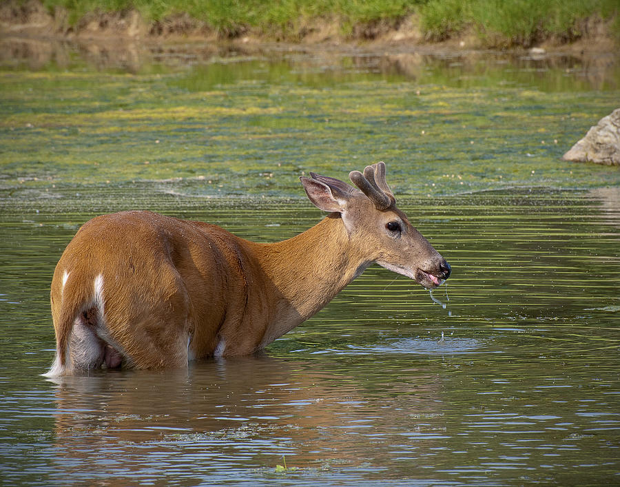 Drinking Buck Photograph by Ward McGinnis - Fine Art America