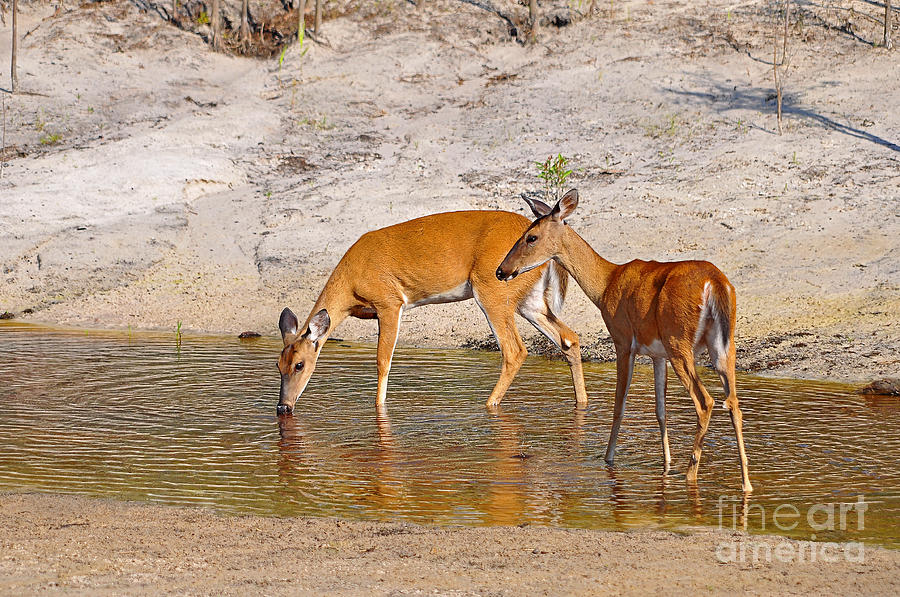 Deer Photograph - Drinking Does by Al Powell Photography USA