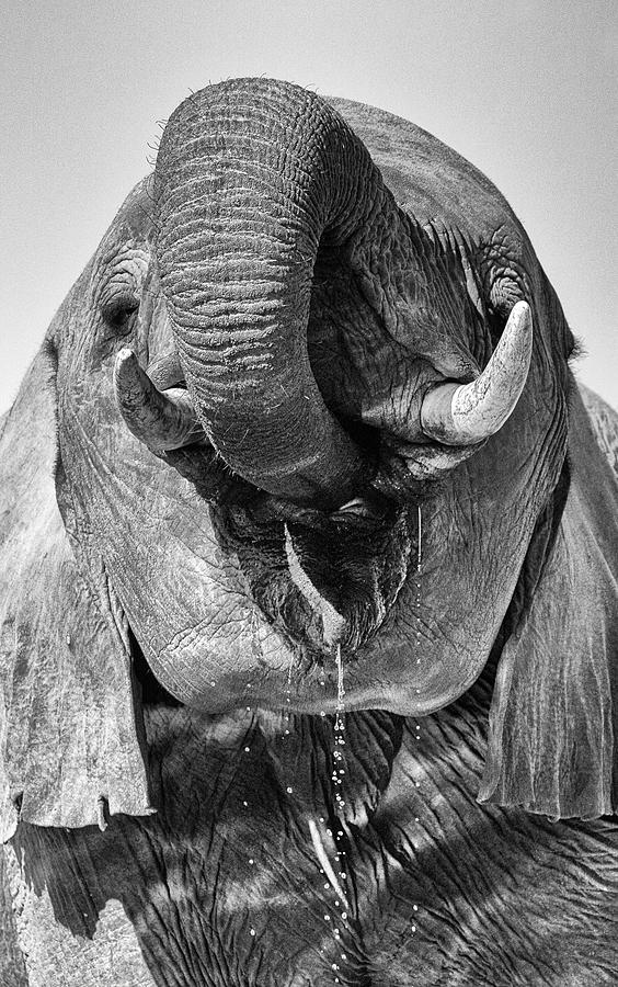 Drinking Elephant Photograph by Max Waugh