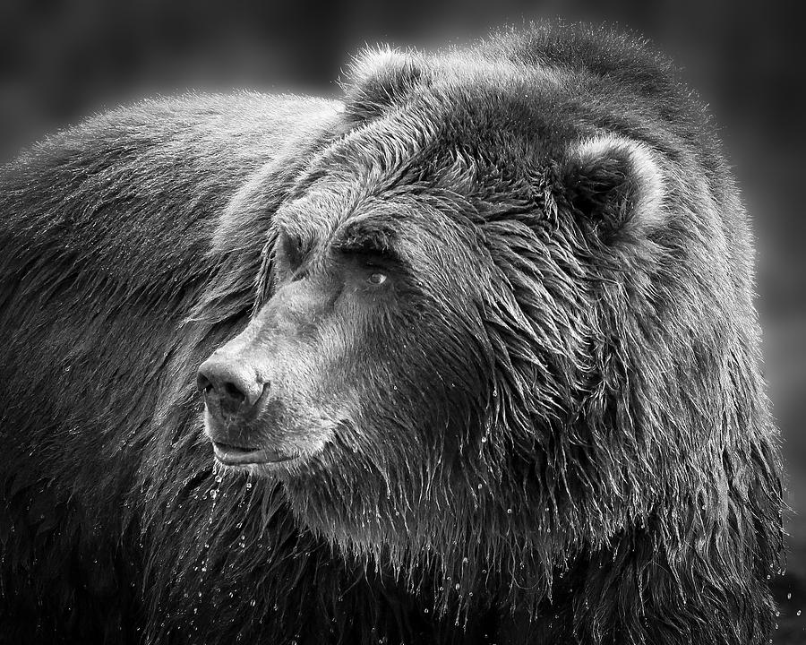 Drinking Grizzly Bear Black and White Photograph by Steve McKinzie