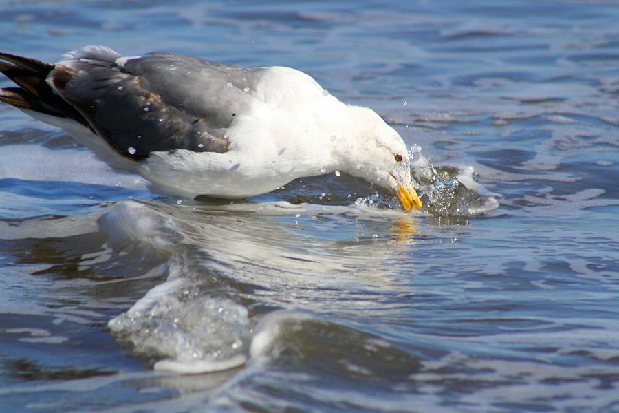 Drinking Gull Photograph By Teresa Lambert 