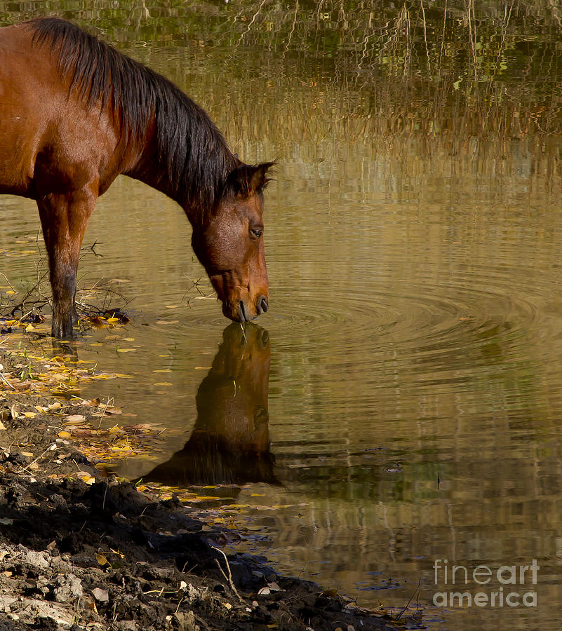 Drinking Horse #9645 Photograph By J L Woody Wooden | Fine Art America