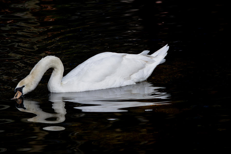 Drinking Swan Photograph by Judy Wanamaker