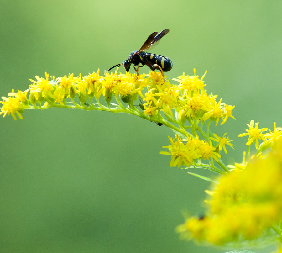 nectar flower