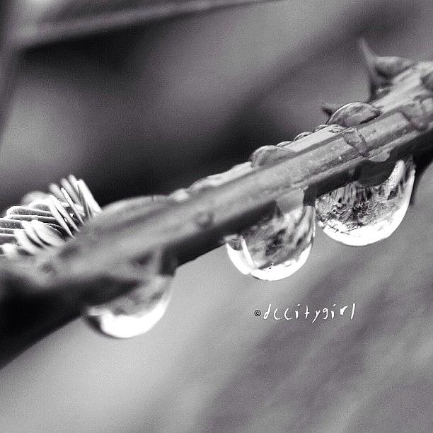 Bokeh Photograph - Drip Drop!💦 by Dccitygirl WDC