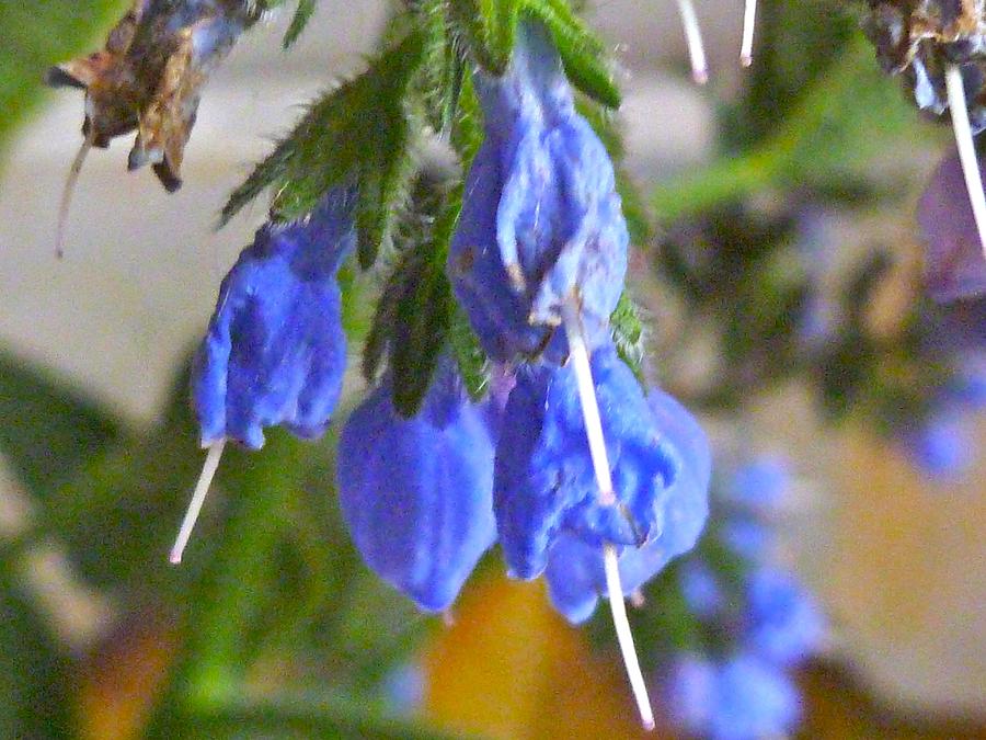Dripping Blue by Kerry Jean Pennings Dripping Blue by Kerry Jean Pennings