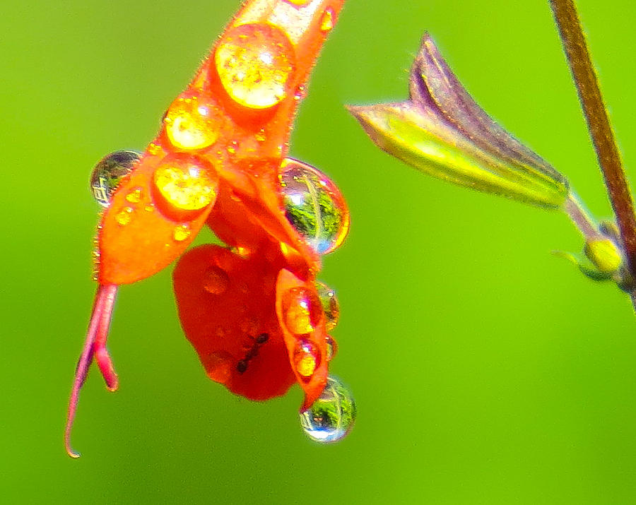 Dripping Flower Photograph by Dart Humeston