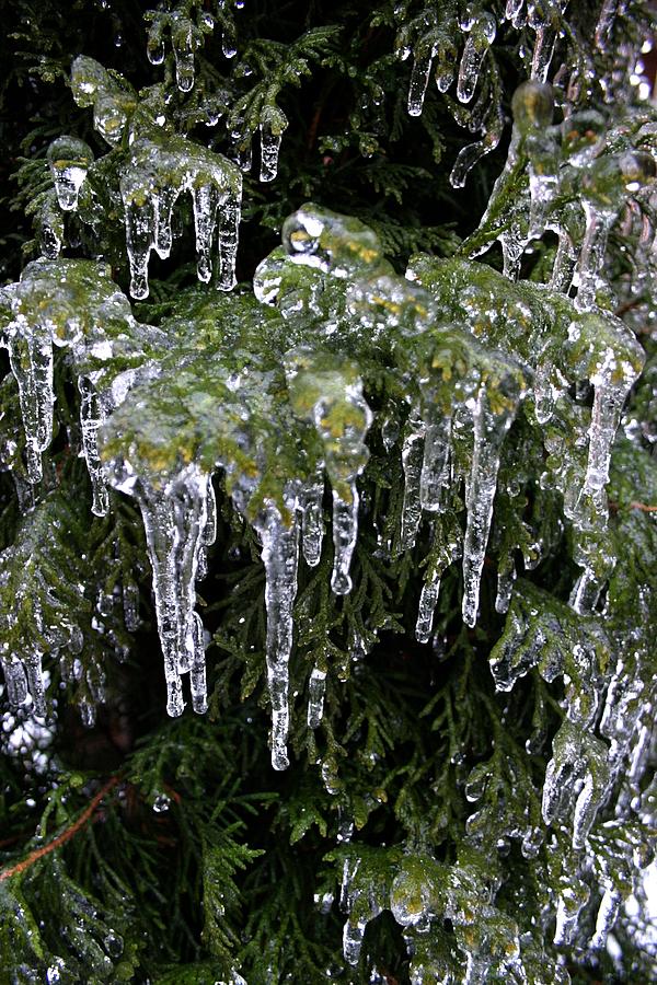 Dripping in Ice Photograph by Henry Kowalski