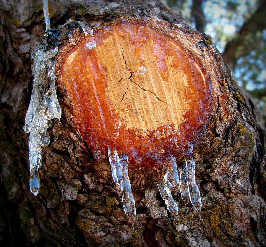 Dripping Sap Photograph by Aaron Burrows