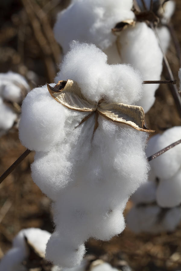 Dripping With Cotton - Ready For Harvest Photograph by Kathy Clark