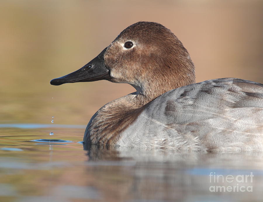 Drippy Canvasback Photograph by Ruth Jolly
