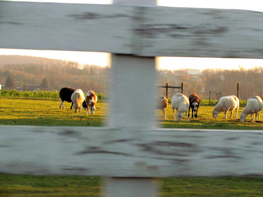 Animal Photograph - Drive By Fenced Animals by Dianne Furphy