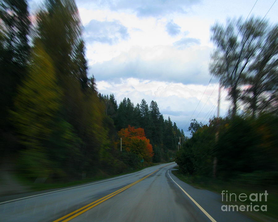 Tree Photograph - Driving by Leone Lund