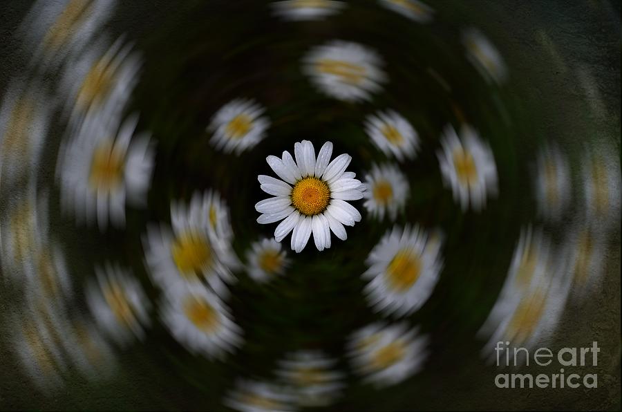 Daisy Photograph - Driving Miss Daisy by The Stone Age