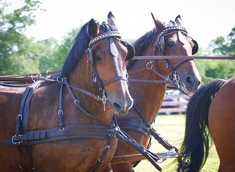 Driving Team Photograph by Amy Porter - Fine Art America