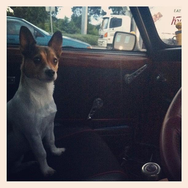 Driving With My Best Mate Photograph by Emily Hames