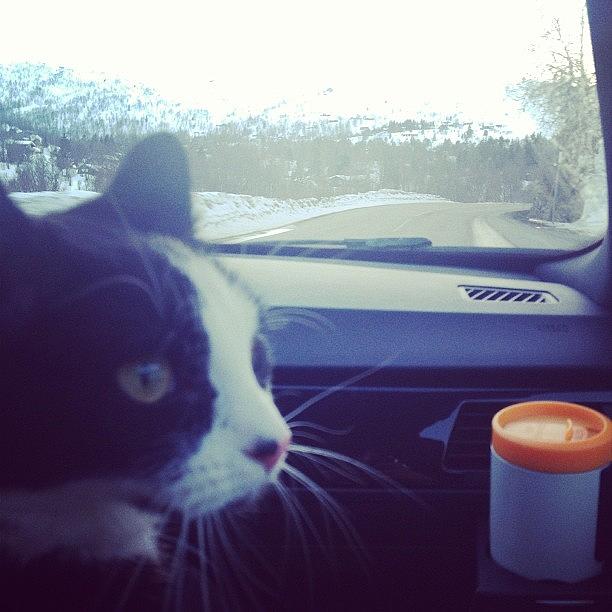 Cat Photograph - Drivinh Home❤❤😻😻#cat #cats by Heidi Taule