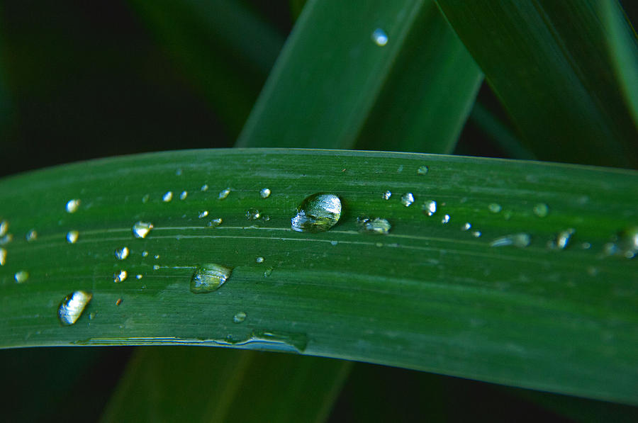 Drizzle Drops Photograph by Ricky Cerda - Fine Art America