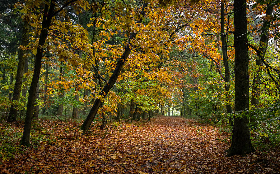 Drizzly Forest Path Photograph by William Mevissen