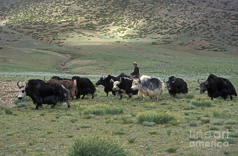Drokpa with Yaks - Mount Kailash Tibet Photograph by Craig Lovell