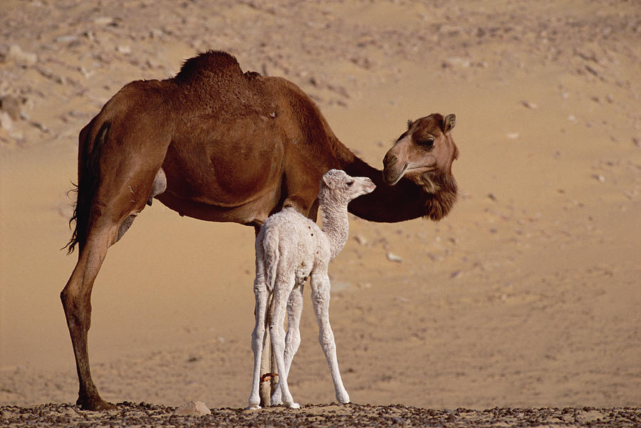 Animal Photograph - Dromedary Camel And Baby Oasis Dakhia by Gerry Ellis
