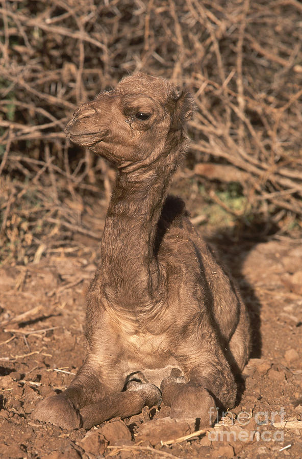 Camel Photograph - Dromedary Camel by Art Wolfe