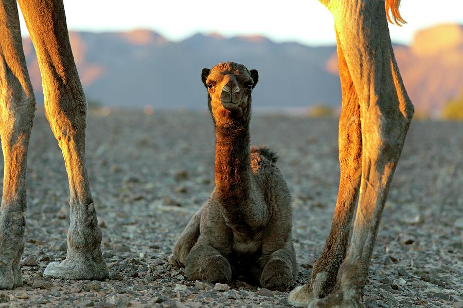 Dromedary Camel Calf Photograph by Martin Rietze