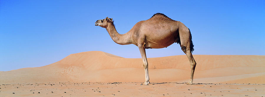 Dromedary Camel (camelus Dromedarius Photograph By Martin Zwick - Pixels