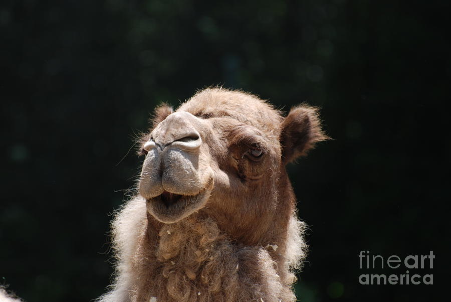 Dromedary Camel Face Photograph by DejaVu Designs