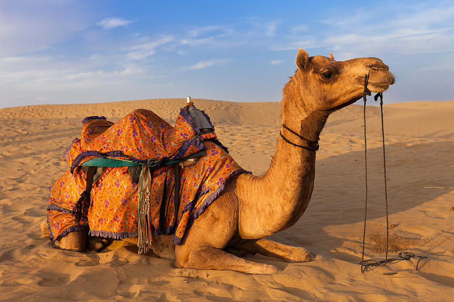 Dromedary camel lying in sand dunes Photograph by Marji Lang