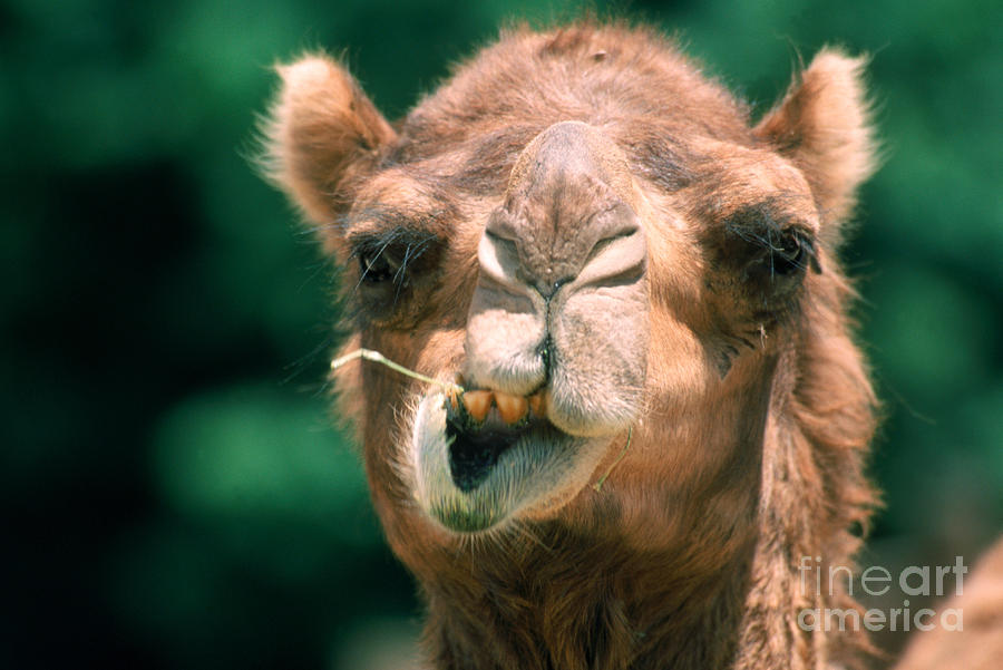 Animal Photograph - Dromedary Camel by Mark Newman