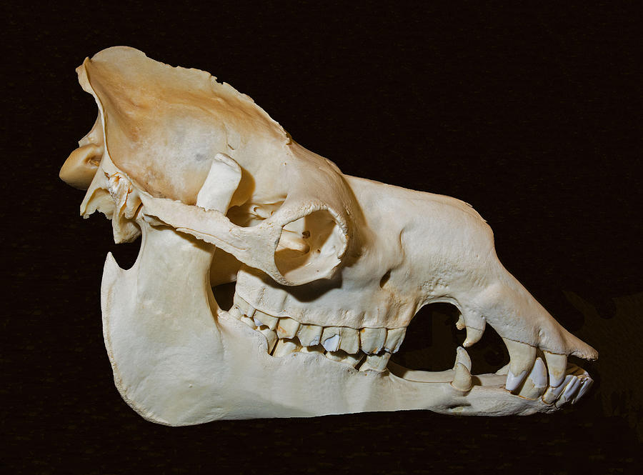 Dromedary Camel Skull Photograph by Millard H. Sharp