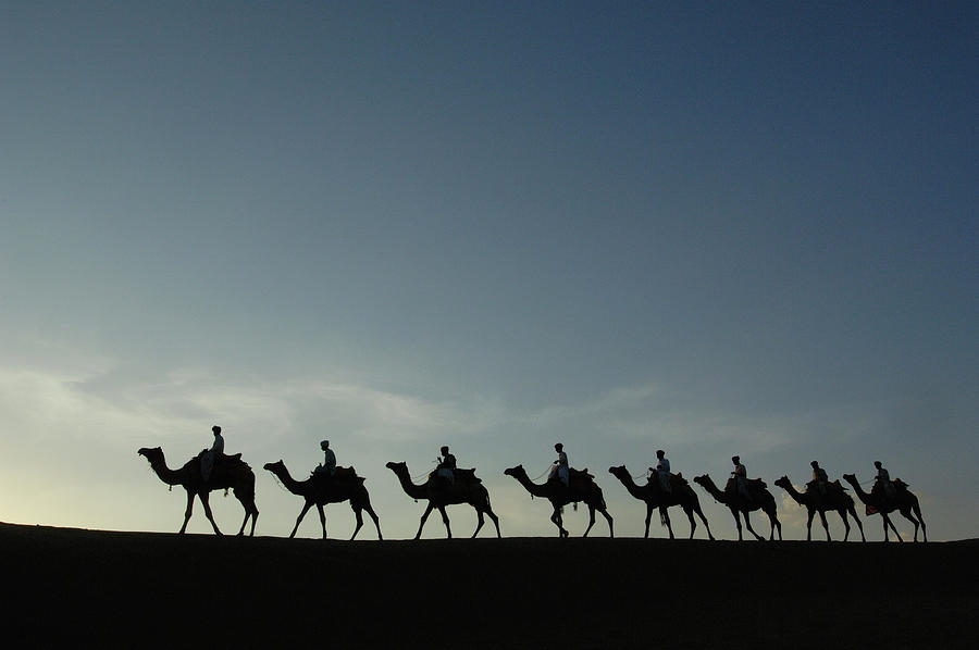 Animal Photograph - Dromedary Camels in Thar Desert by Pete Oxford